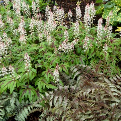 Tiarella 'Sugar and Spice'