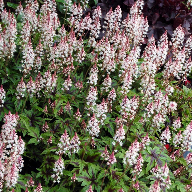 Tiarella ‘Sugar and Spice’ | TERRA NOVA® Nurseries, Inc.