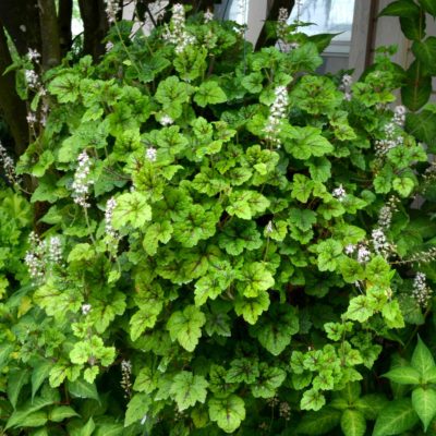 Tiarella 'Sunset Ridge'