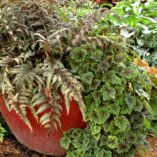 Tiarella 'Sunset Ridge'