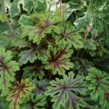 Tiarella SYLVAN™ 'Lace'