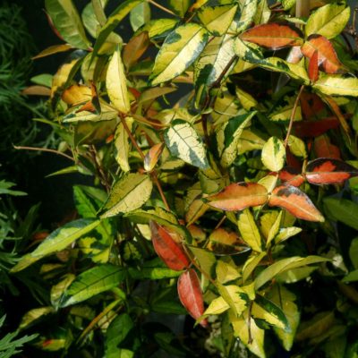 Trachelospermum 'Gold Brocade'