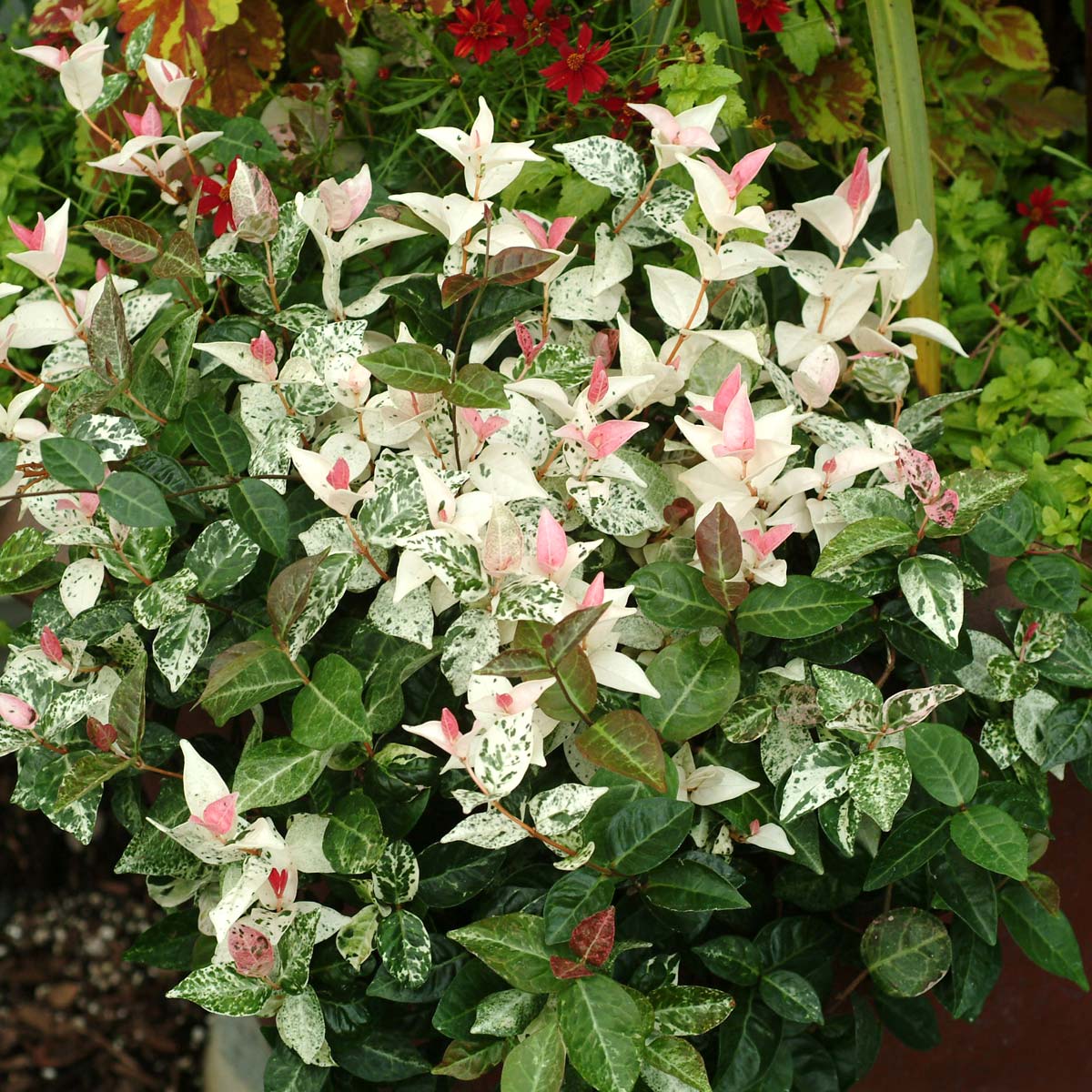 Trachelospermum 'Tricolor'