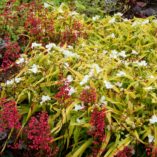 Tradescantia 'Angelic Charm'