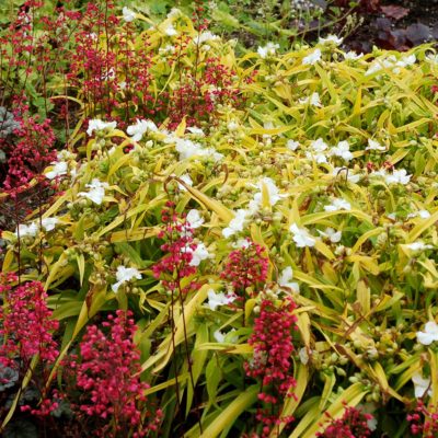 Tradescantia 'Angelic Charm'