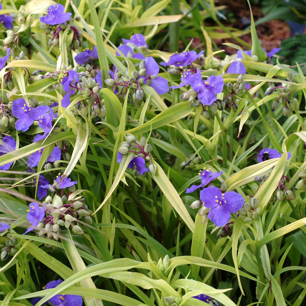 Tradescantia 'Blue and Gold'