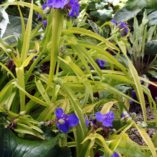 Tradescantia 'Blue and Gold'