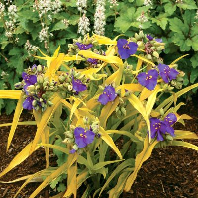 Tradescantia 'Lucky Charm'