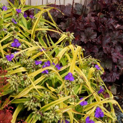 Tradescantia 'Lucky Charm'