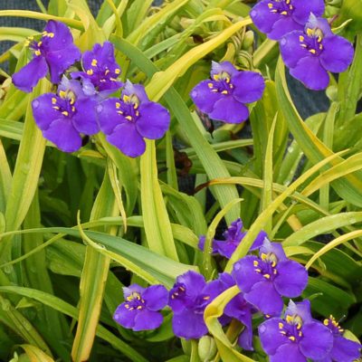 Tradescantia 'Lucky Charm'