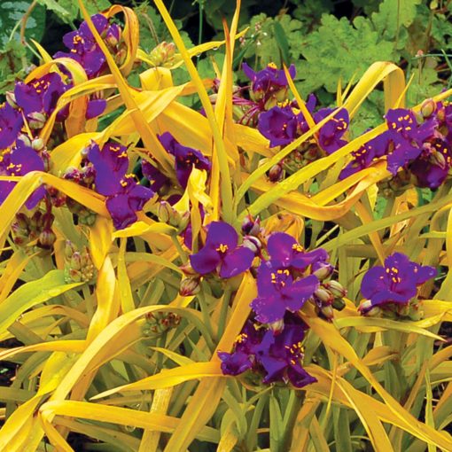 Tradescantia 'Regal Charm'