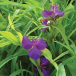 Tradescantia 'Regal Charm'