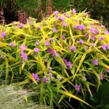 Tradescantia 'Sunshine Charm'