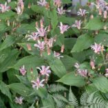 Tricyrtis 'Empress'