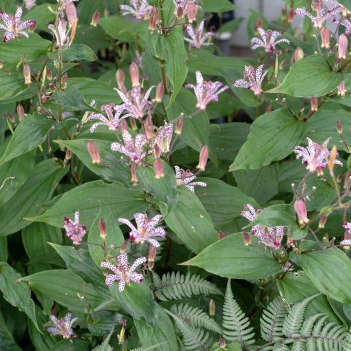 Tricyrtis 'Empress'