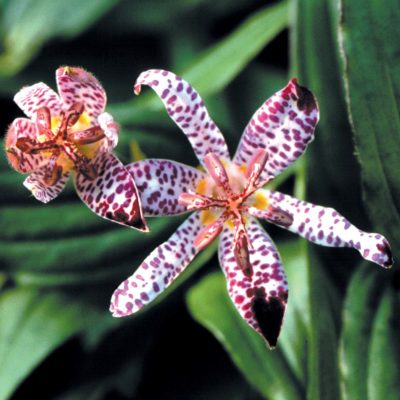 Tricyrtis 'Empress'