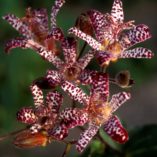 Tricyrtis 'Empress'