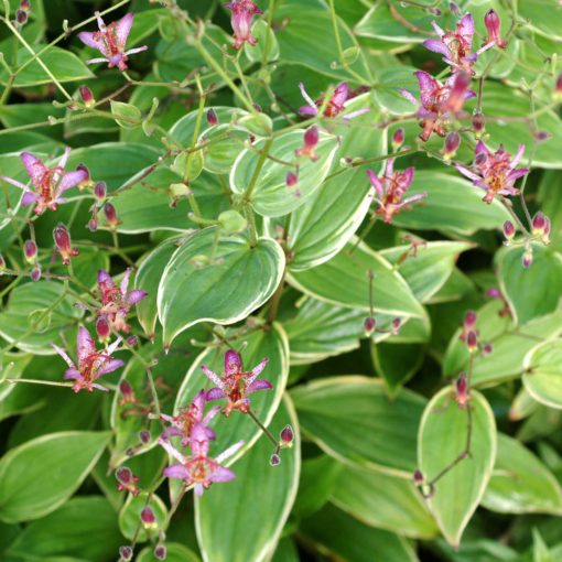 Tricyrtis 'Gilt Edge'