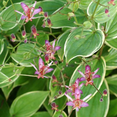 Tricyrtis 'Gilt Edge'