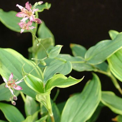 Tricyrtis 'Gilt Edge'