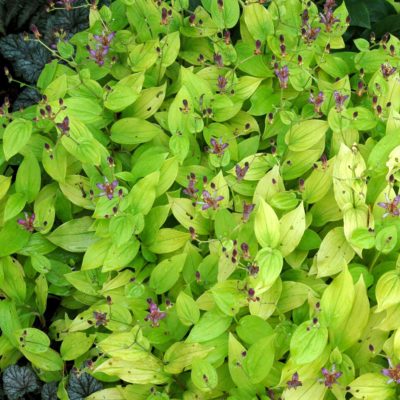 Tricyrtis 'Gilty Pleasure'