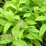 Tricyrtis 'Gilty Pleasure'