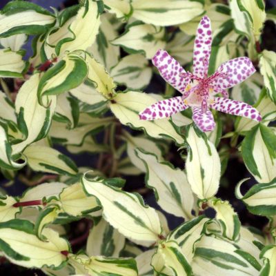 Tricyrtis 'Imperial Banner'