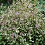 Tricyrtis 'Imperial Banner'