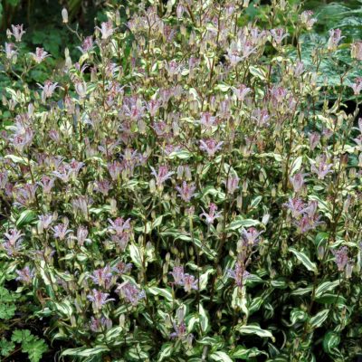 Tricyrtis 'Imperial Banner'