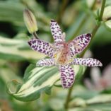 Tricyrtis 'Imperial Banner'