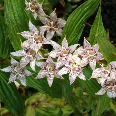 Tricyrtis 'Lightning Strike'