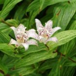 Tricyrtis 'Lightning Strike'