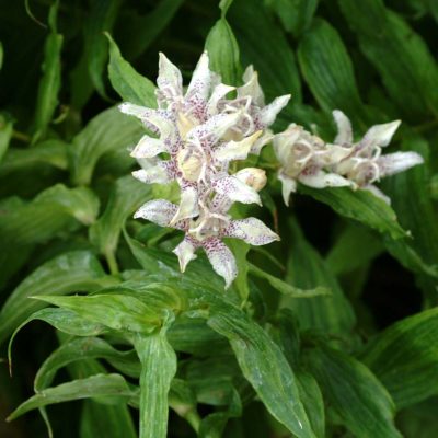 Tricyrtis 'Lightning Strike'