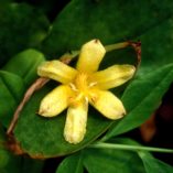 Tricyrtis 'Moonlight Treasure'