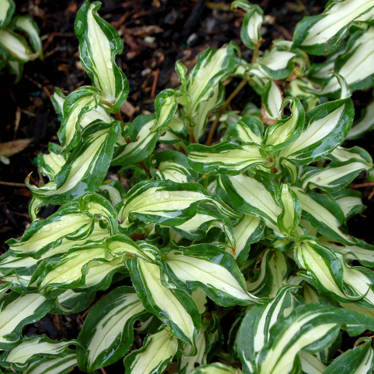 Tricyrtis 'White Waves'