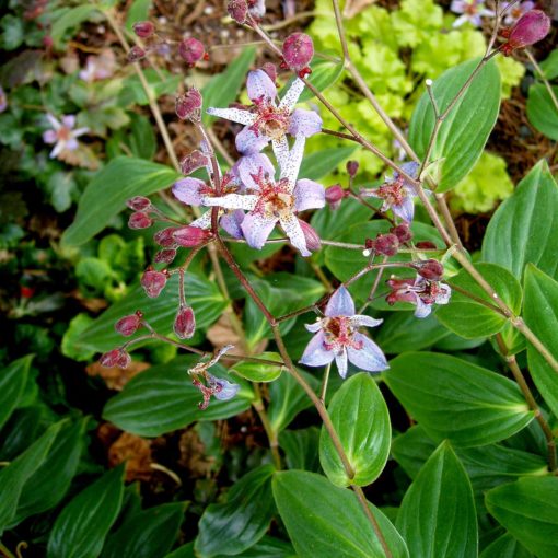 Tricyrtis lasiocarpa