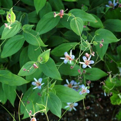 Tricyrtis lasiocarpa