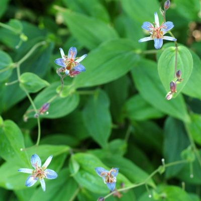 Tricyrtis lasiocarpa