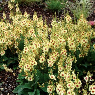 Verbascum 'Dark Eyes'