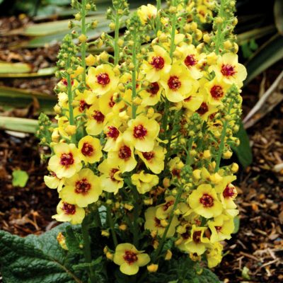 Verbascum 'Dark Eyes'