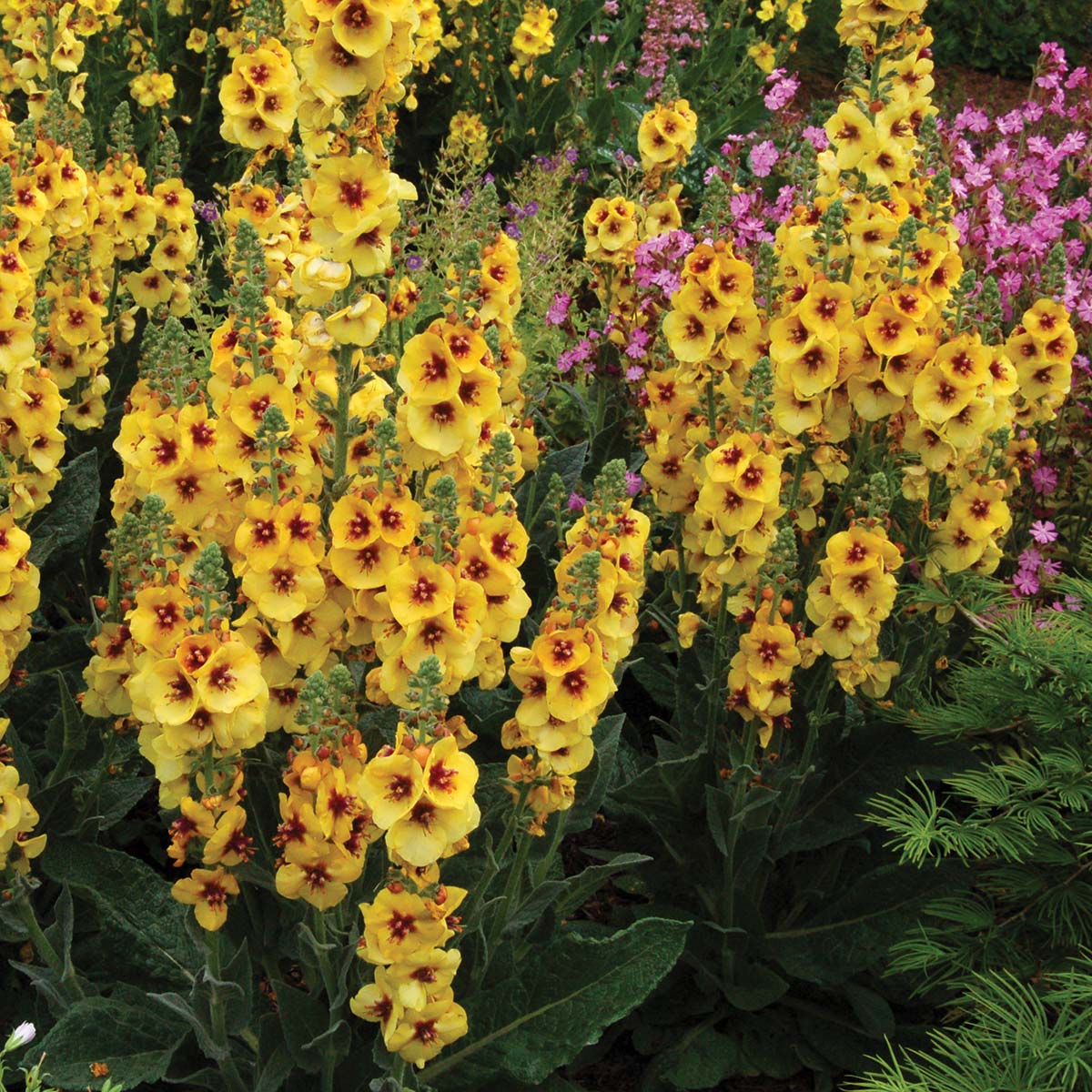 Verbascum 'Gold Nugget'