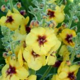 Verbascum 'Gold Nugget'