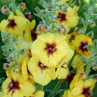 Verbascum 'Gold Nugget'