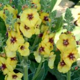 Verbascum 'Gold Nugget'