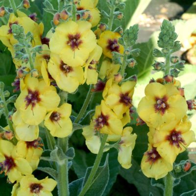 Verbascum 'Gold Nugget'