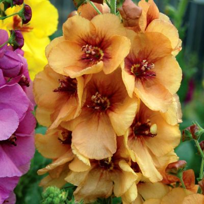 Verbascum 'Honey Dijon'