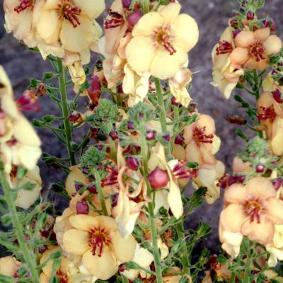 Verbascum 'Honey Dijon'