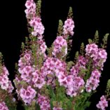 Verbascum 'Lavender Lass'