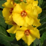 Verbascum 'Lemon Sorbet'