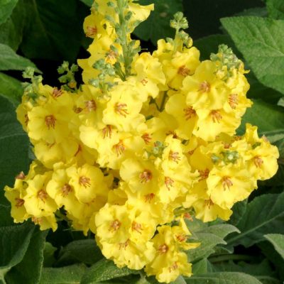 Verbascum 'Lemon Sorbet'